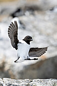  Little Auks (All all) approaching Fuglesangen, Spitsbergen, Svalbard, Norway, Arctic 