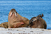 Walrosse (Odobenus rosmarus) auf  Smeerenburg Spitzbergen, Svalbard, Norwegen, Arktis