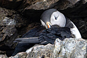 Papageitaucher (Fratercula arctica)sitzt in der Felswand, Spitzbergen, Svalbard, Norwegen, Arktis