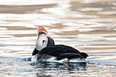  Atlantic Puffin (Fratercula arctica) swimming in the sea, Spitsbergen, Svalbard, Norway, Arctic 