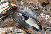  Barnacle goose (Branta leucopsis) in flight, Spitsbergen, Svalbard, Norway, Arctic 