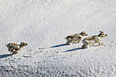 Spitzbergenrentiere in ihrem Habitat, Spitzbergen, Svalbard, Norwegen, Arktis