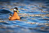 Thorshühnchen (Phalaropus fulicarius) in arktischen Gewaessern vor Spitzbergen, Bellsund, Akselöya, Svalbard, Norwegen, Arktis