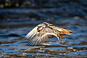 Thorshühnchen (Phalaropus fulicarius) in arktischen Gewässern vor Spitzbergen, Bellsund, Akselöya, Svalbard, Norwegen, Arktis