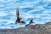 Meerstrandläufer (Calidris maritima), Spitzbergen, Svalbard, Norwegen, Arktis