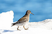  Purple Sandpiper (Calidris maritima), Spitsbergen, Svalbard, Norway, Arctic 