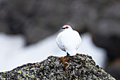  Rock Ptarmigan (Lagopus muta hyperborea) male in its habitat, Spitsbergen, Svalbard, Norway, Arctic 