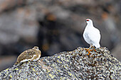 Alpenschneehuhn (Lagopus muta hyperborea) männlich und weiblich in seinem Habitat, Spitzbergen, Svalbard, Norwegen, Arktis