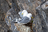  Kittiwakes (Rissa tridactyla) in a rock face, Spitsbergen, Svalbard, Norway, Arctic 