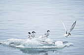  Arctic terns (Stars paradisaea) in Kongsfjord, Spitsbergen, Svalbard, Norway, Arctic 