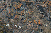 Spitzbergen Rentiere (Rangifer tarandus platyrhynchus)  in einer Felswand im Ossian Sarsfjellat, Spitzbergen, Svalbard, Norwegen, Arktis