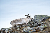 Spitzbergenrentier (Rangifer tarandus platyrhynchus) bei der Wanderung im Ossian Sarsfjellat, Spitzbergen, Svalbard, Norwegen, Arktis