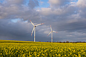 Windpark umgeben von rapsfeldern, Ostholstein, Schleswig-Holstein, Deutschland