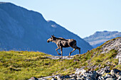  Moose in the Norwegian mountains 
