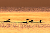 Gänsesäger (Mergus merganser) im Morgenlicht auf der Ostsee