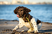  Little Muensterlander licks his mouth on the Baltic Sea beach 