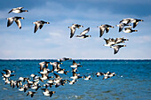  Barnacle geese (Branta leucopsis) in flight at the Baltic Sea, Ostholstein, Schleswig-Holstein, Germany 