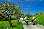 Mann und Frau fahren auf dem Bodensee-Königssee-Radweg durch Streuobstwiesen, Eglofstal, Allgäu, Schwaben, Bayern, Deutschland