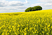 Early summer chalk upland  landscape with field of yellow oil seed rape and copse of tree, near Hackpen Hill, Wiltshire, England, UK