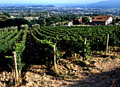  Lucca vineyards 