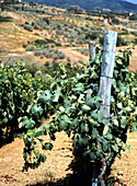  Vineyards near San Gennaro, Tuscany, Italy 