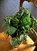  Nettles in a vase 