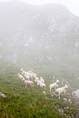 Schafe am Brauneck im Nebel, bei Lenggries, Oberbayern, Bayern, Deutschland