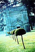  Row of trees, boxwood, park, blue hour, cross development, 