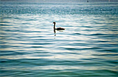 Schwan schwimmt auf dem See, Bodensee, Baden-Württemberg, Deutschland