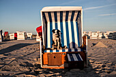 Hund sitzt in Strandkorb an der Nordsee, Deutschland