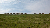  St. Peter Ording, meadows, 8 and 4 sheep, vastness, wind, green 