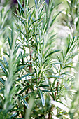  Rosemary bushes, herbs, flowering  