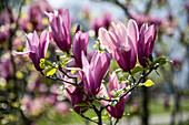 Magnolienbaum mit pinkfarigen Blüten