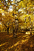  Landscape Chestnut Forest 