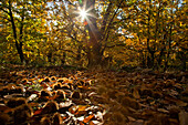 Maroni, Esskastanien (Castanea sativa) am Boden im Kastanienwald im Herbstlaub, Südtirol, Italien