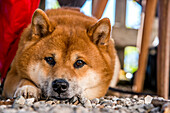 Shiba Inu Hund liegend im Garten, Portrait