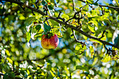  Apple on the tree,1 apple, 