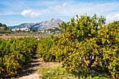  Orange plantations, inland, Valencia province, Spain 