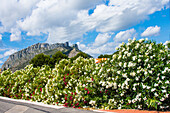 Blühende Oleanderbüsche am Berg Segaria, in Els Poblets, bei Valencia, Provinz Alicante, Costa Blanca, Spanien