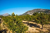  Orange plantations in the province of Valencia, the largest growing areas in Spain 