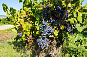 Weinberge im Val de Pop mit reifen Trauben, Provinz Alicante, Costa Blanca, Spanien