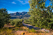  Andalusia, blooming olive groves in the province of Jaen, Spain 