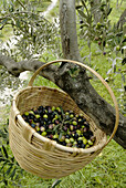 Korb mit frisch geernteten Oliven hängt an einem Ast von einem Olivenbaum