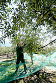 Man harvesting olives