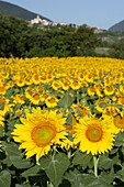  Sunflower fields in Caldarola 