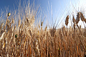  field of grain  