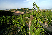 Vigne di Vernaccia a Serrapetrona, Marken, Italien