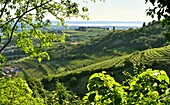 Weinberge im Valpolicella Weingebiet bei Negrar bei Verona mit Blick zum Gardasee, Veneto, Italien