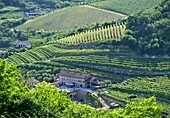 Luftaufnahme des Weingutes im Valpolicella Weingebiet bei Negrar bei Verona, Veneto, Italien