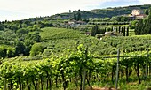 Valpolicella Weingebiet bei Negrar, bei Verona, Veneto, Italien